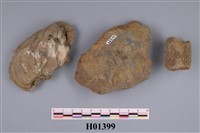 藏品(牡蠣)的圖片